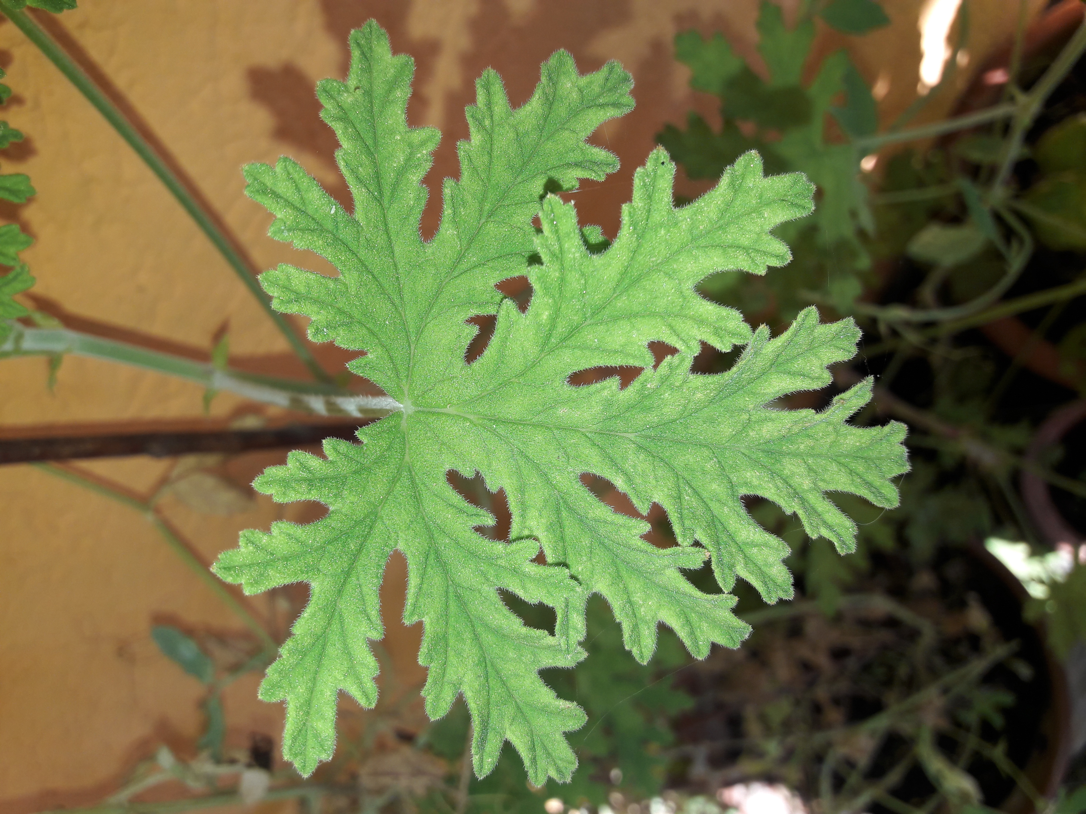 Flora-Leafs-Tree-Publicdomain (9).jpg