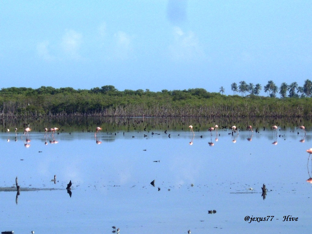 Manglar.1.JPG