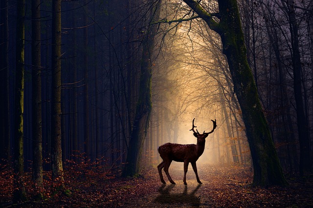 deer-g041cc43e4_640.jpg