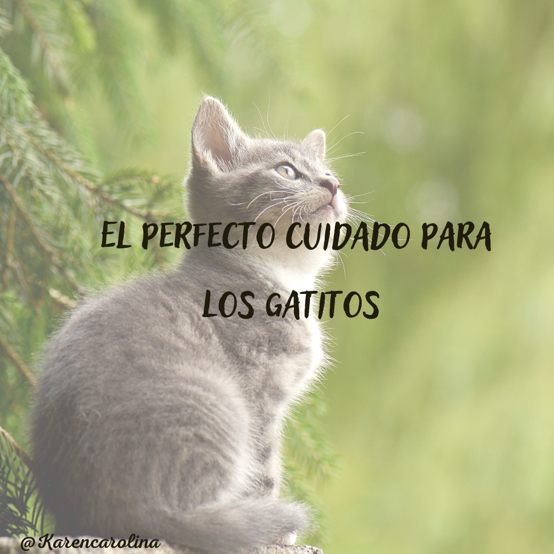 El perfecto cuidado para los gatitos (1).png