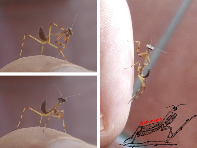 Mantidae 2.png