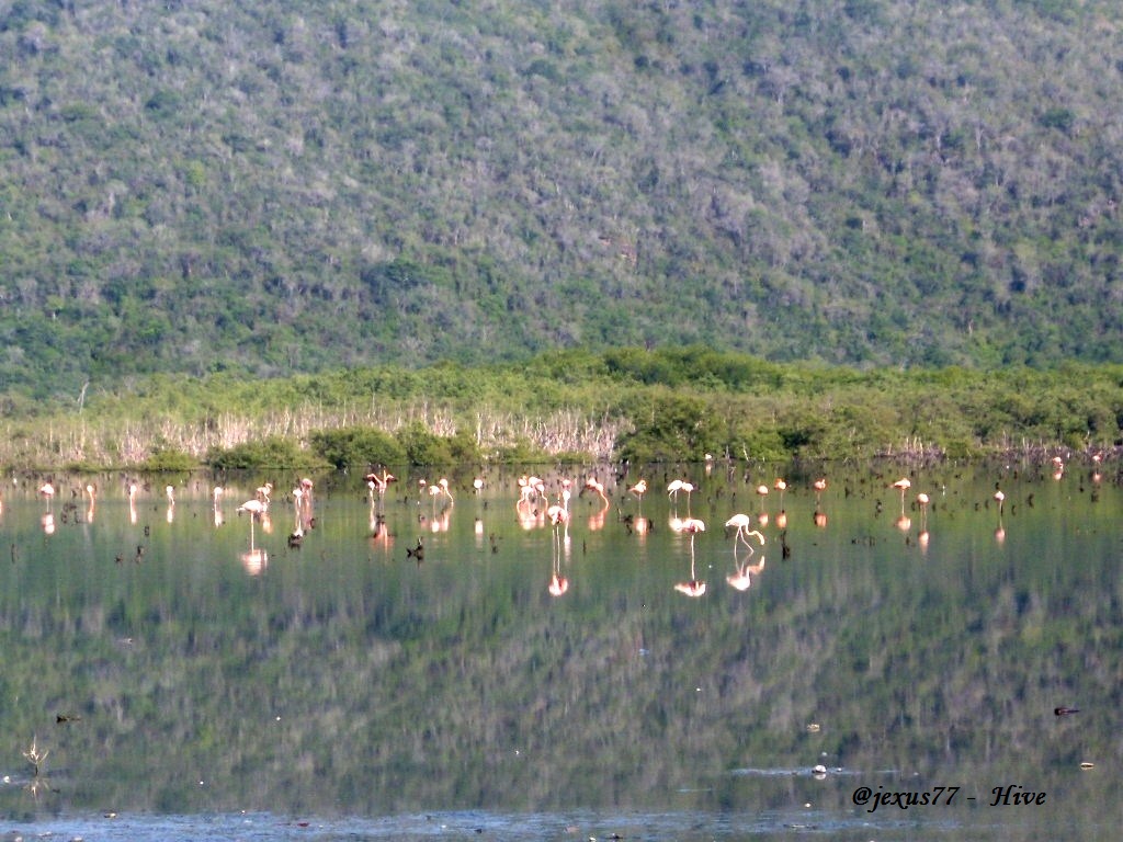 Manglar.3.JPG