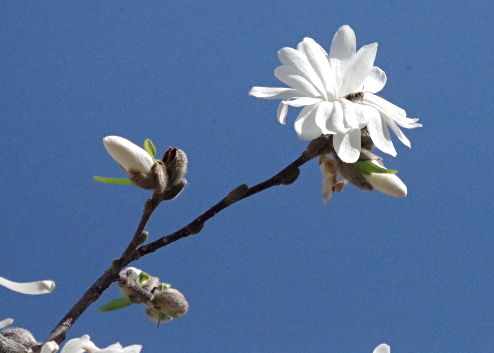 magnolia-nature-photography-4.jpg