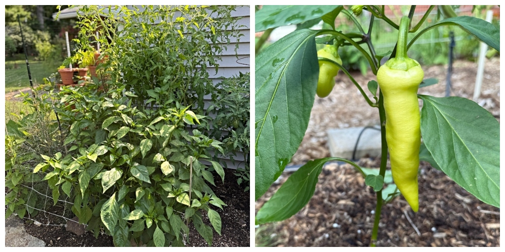 hivegarden-peppers (1).jpg