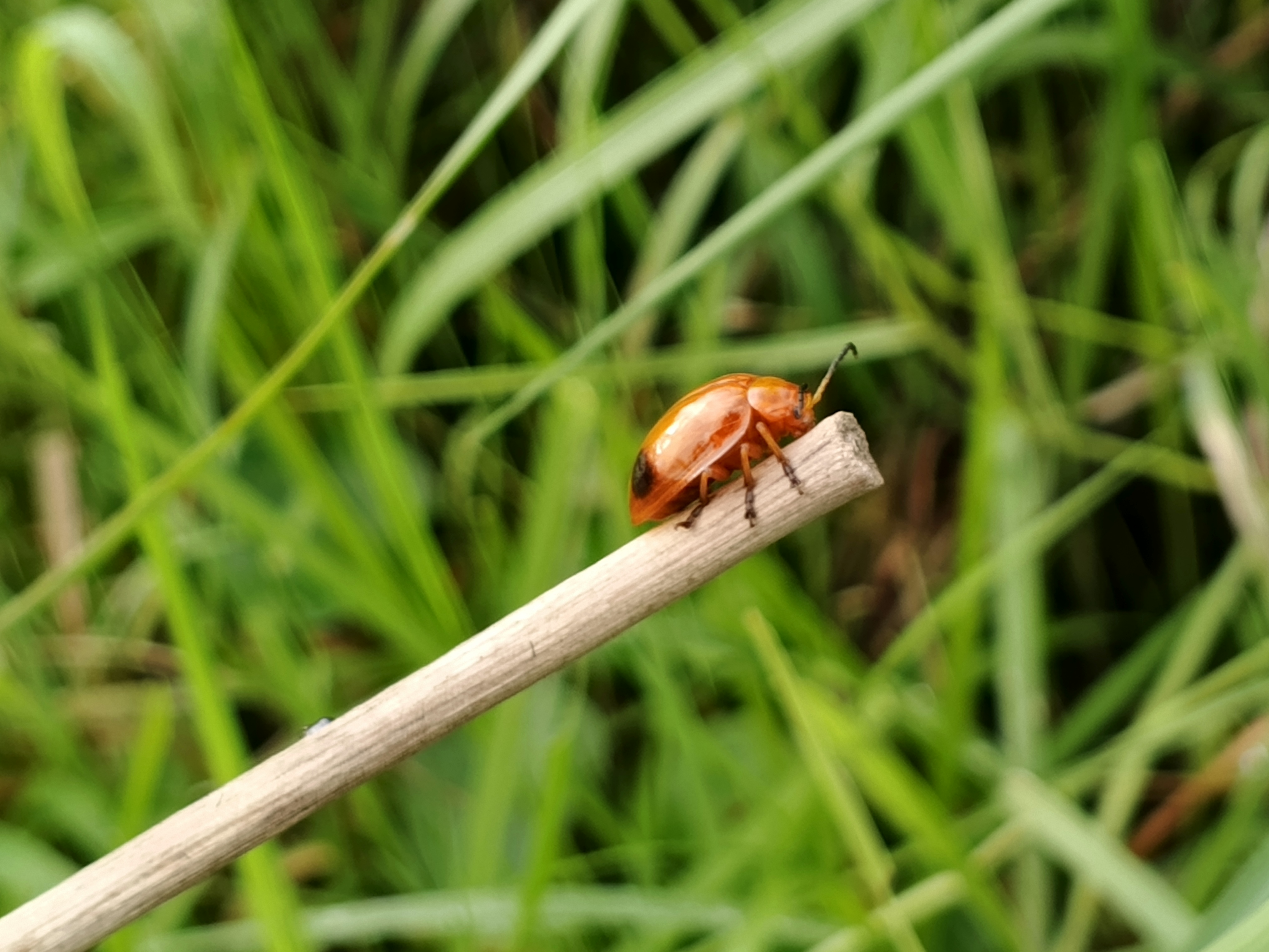 IMG_20250710_171625_868.jpg