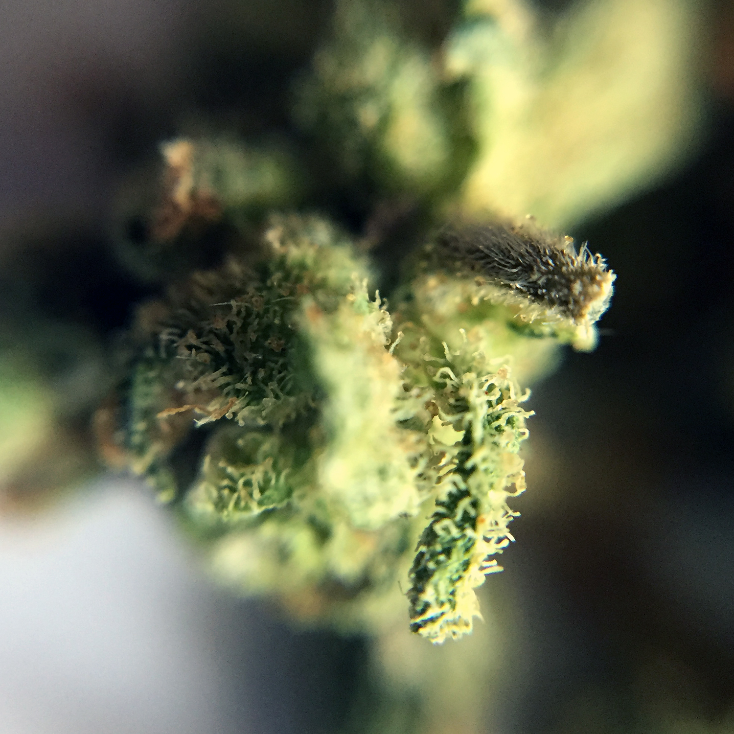 Hawaiian Haze Macro 1.jpg