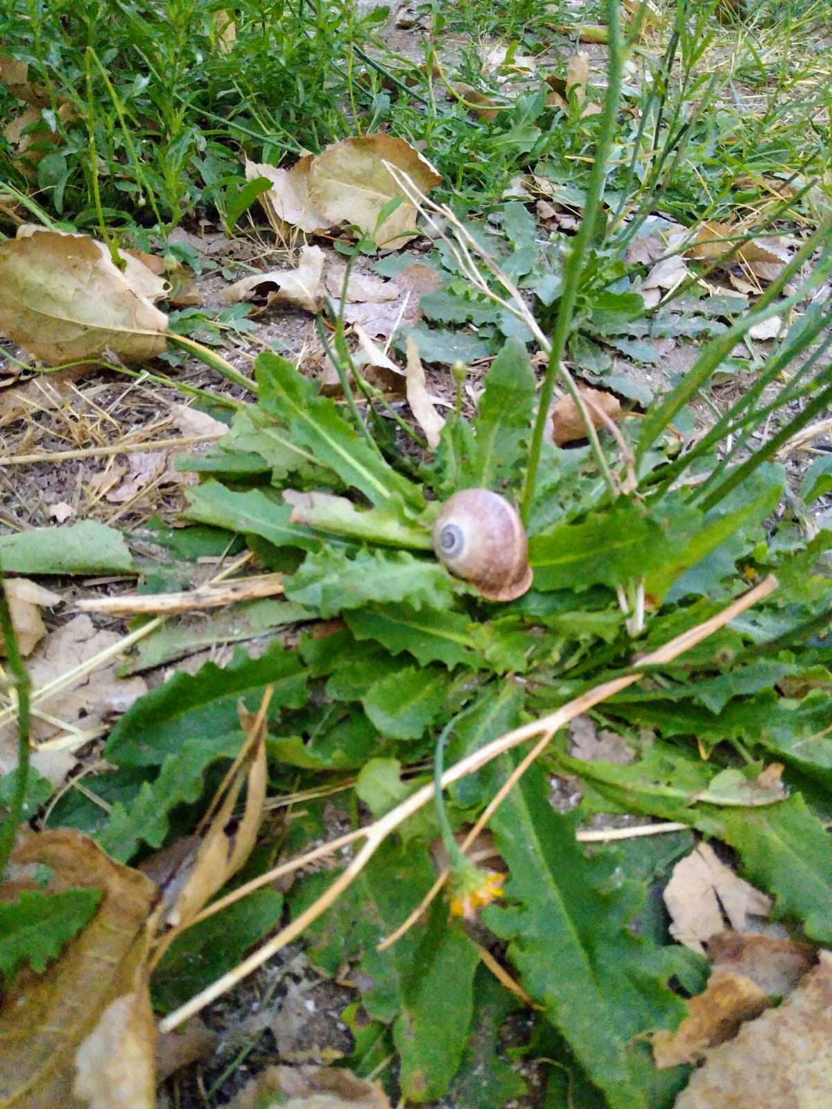 Beautiful Snail 🐌🐌 Hermoso Caracol [ENG/ESP] — Hive