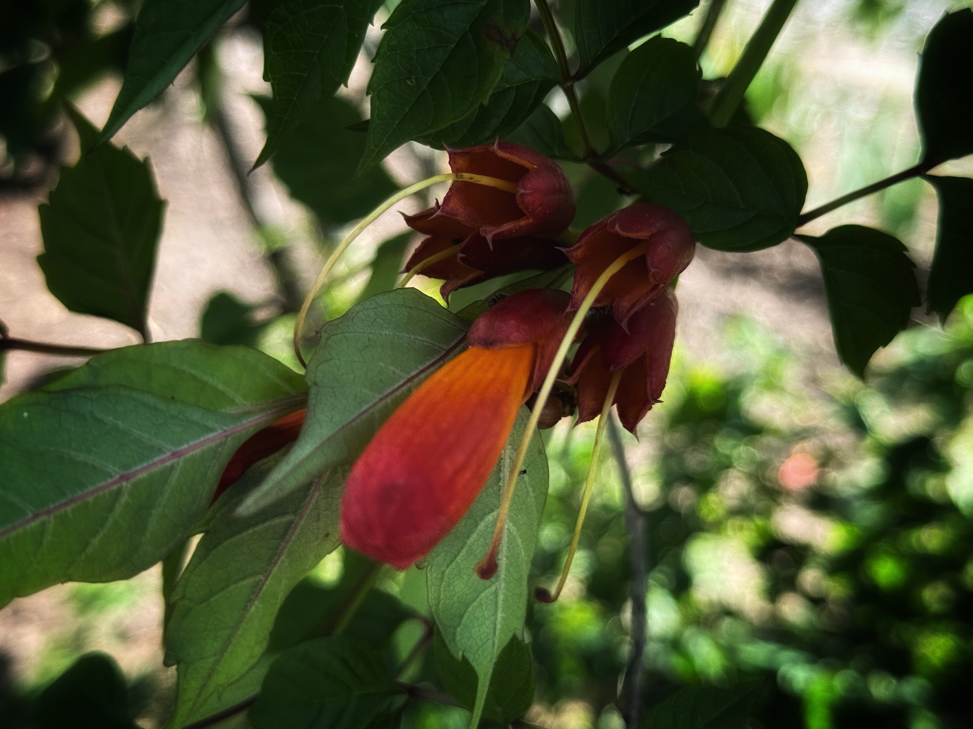 IMG_4297.jpeg