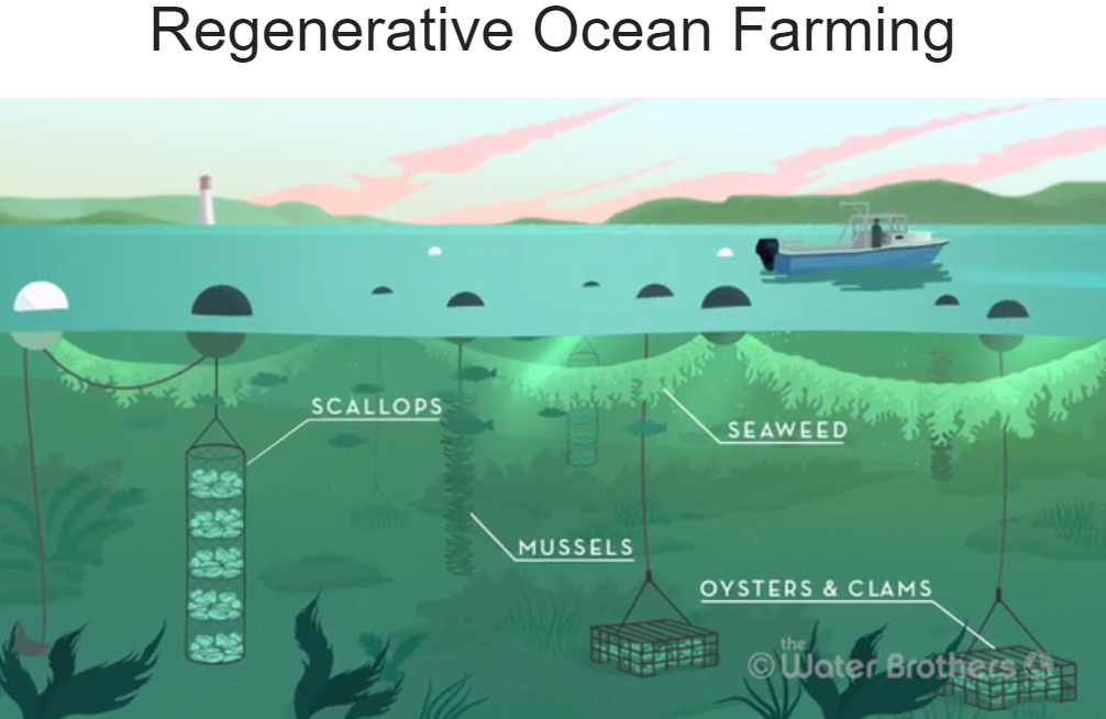 A diagram of the Regenerative Ocean Farming concept; farming oysters, clams, mussels, scallops and seaweeds in one location