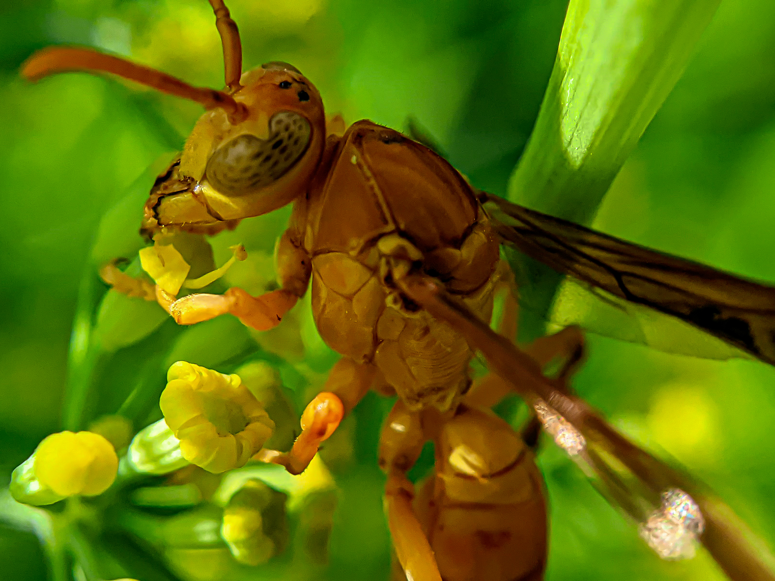 Yellow Wasp (7).jpg