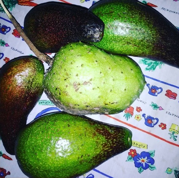 aguacate.jpg