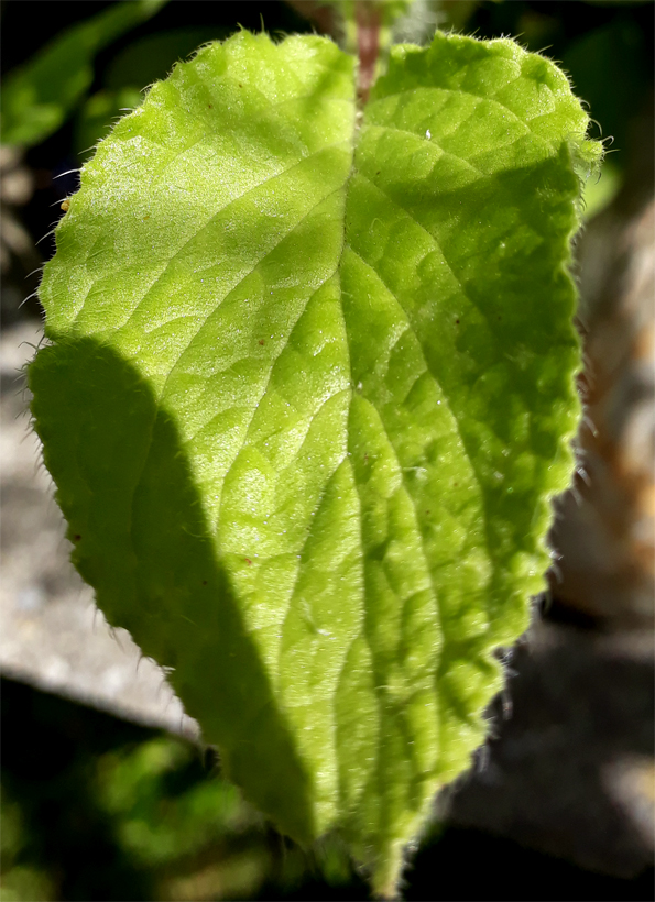 borage_leaf.jpg