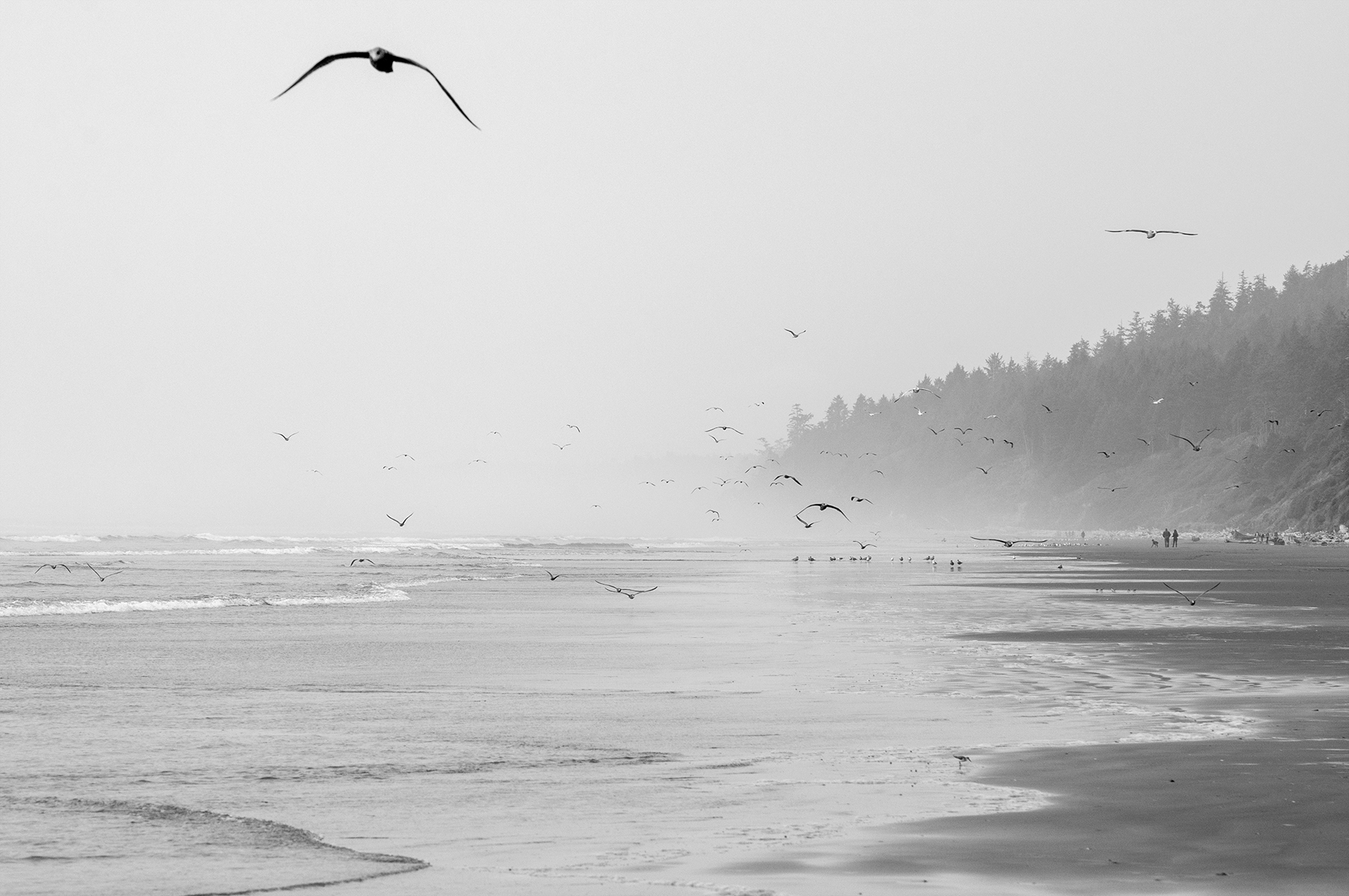 Birds at the beach 3 s.jpg