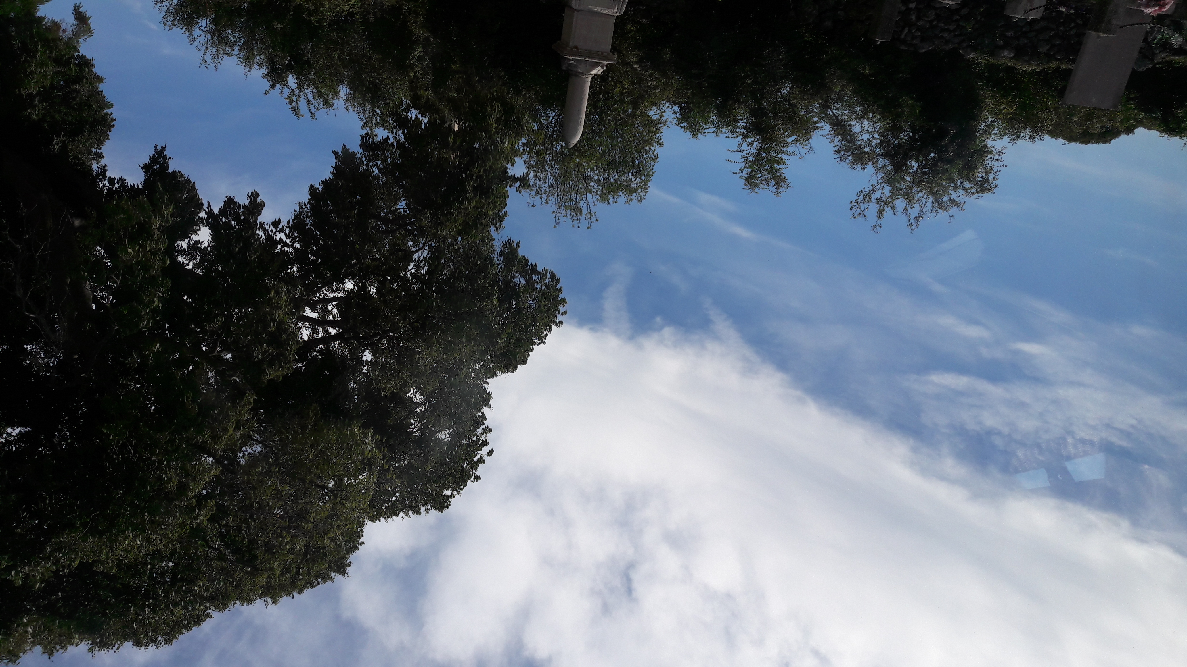 Flora-Tree-Forest-Publicdomain (8).jpg
