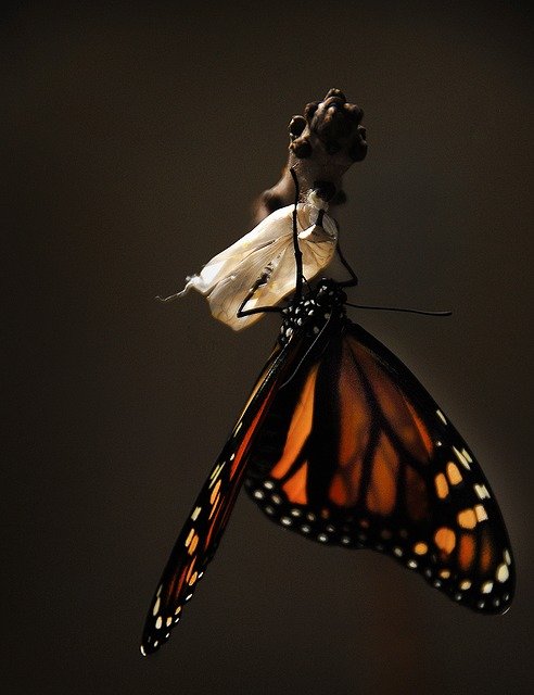 butterfly-1518060_640.jpg