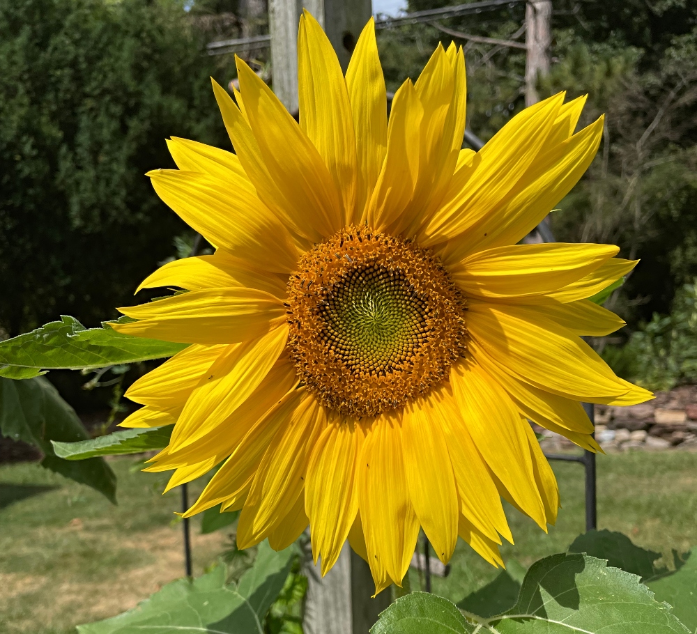 sunflower-sunscape.jpg