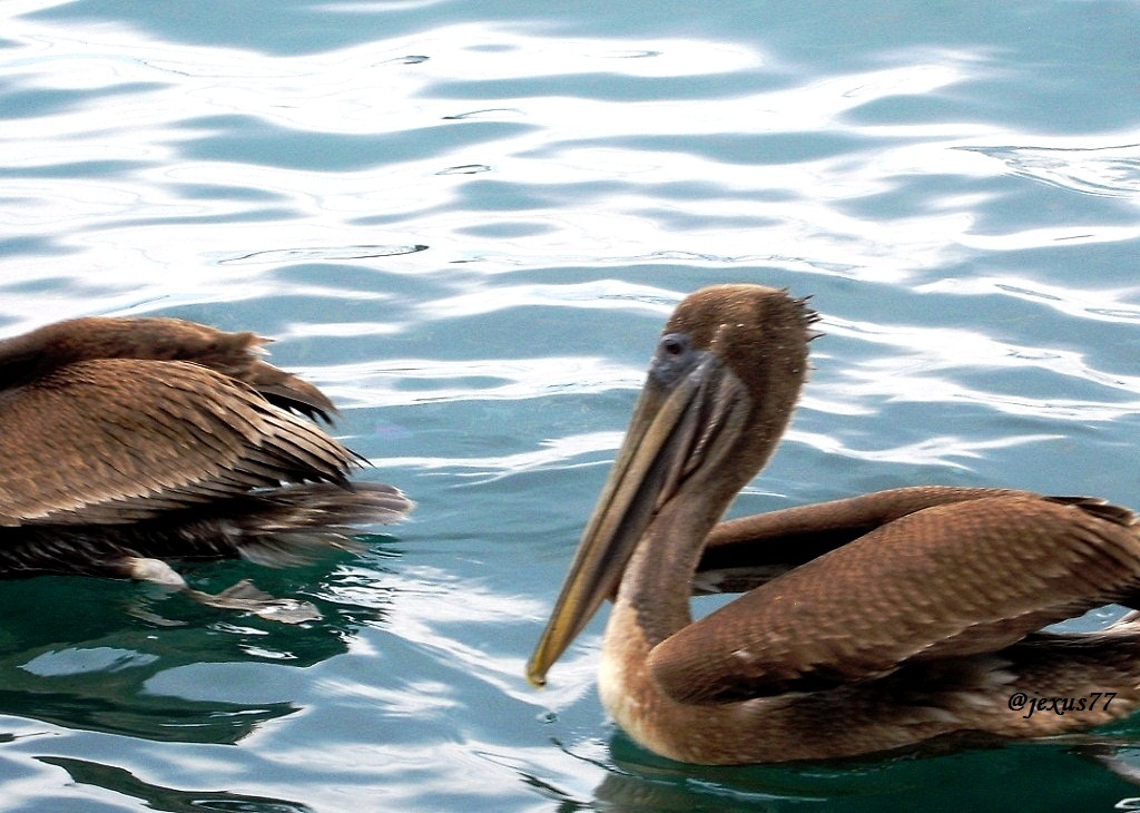 3-Pelicanos.jpg