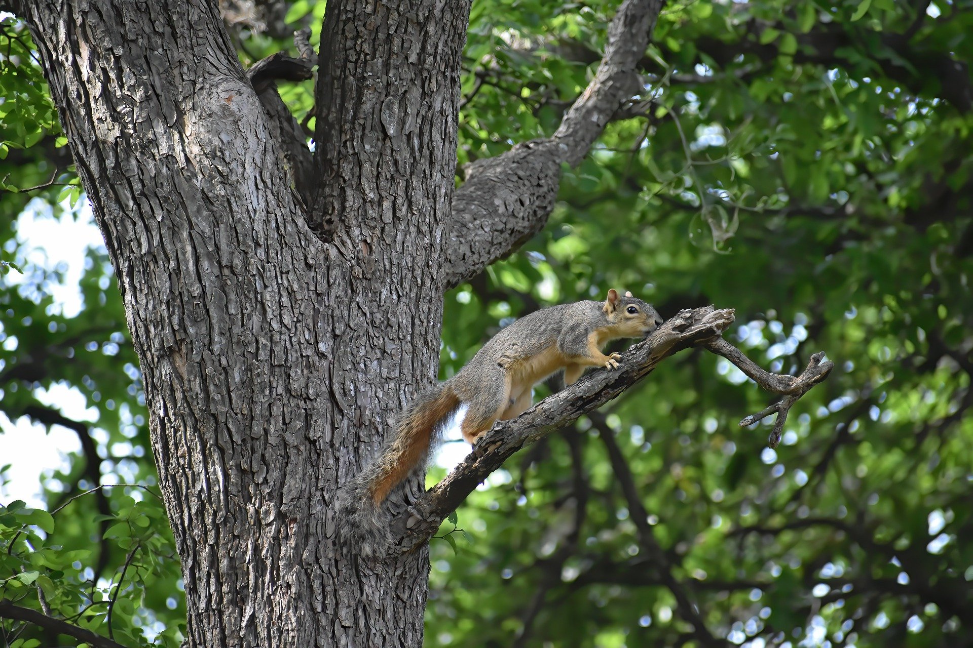 squirrel-7897245_1920.jpg