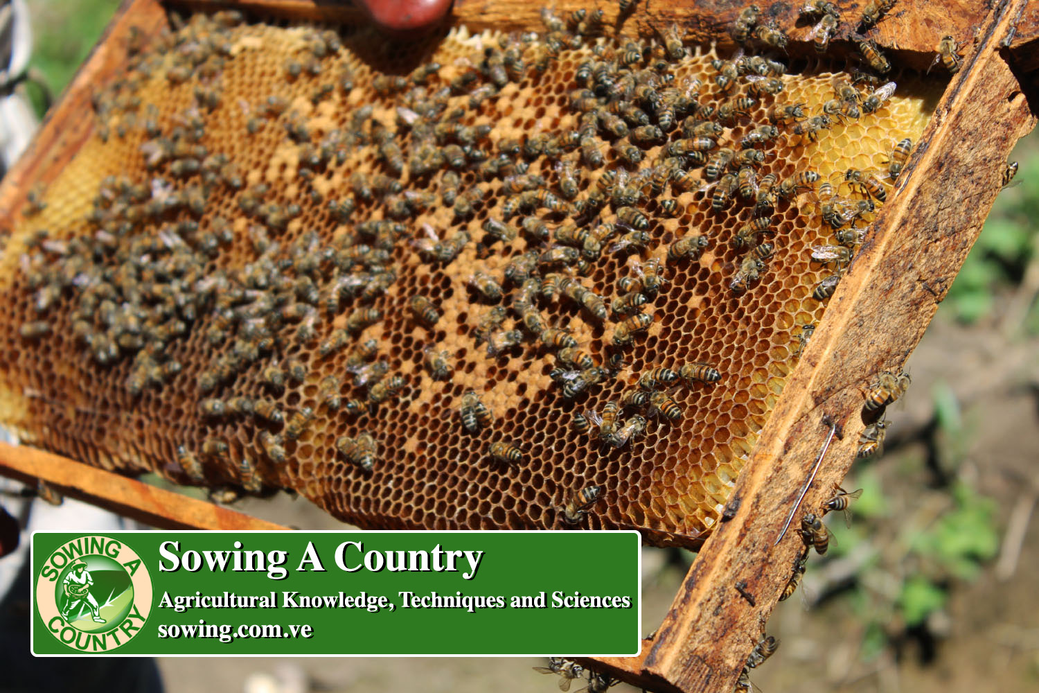 10 beekeeping.jpg