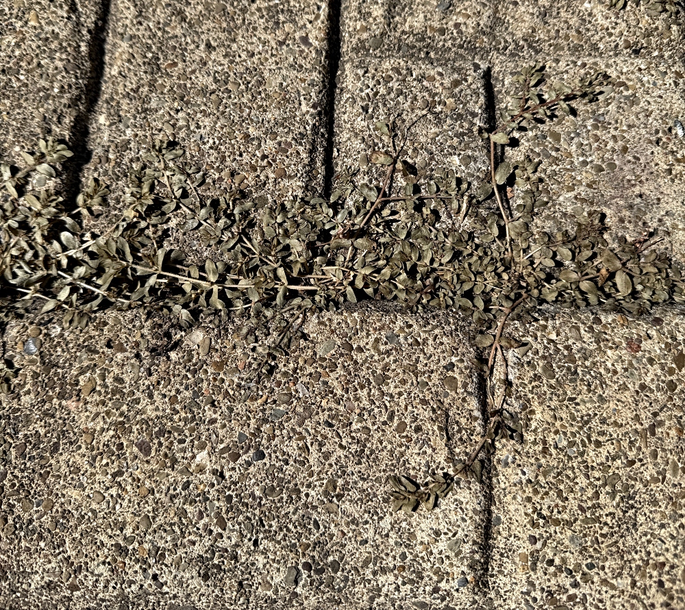 hivegarden-patio-2.jpg