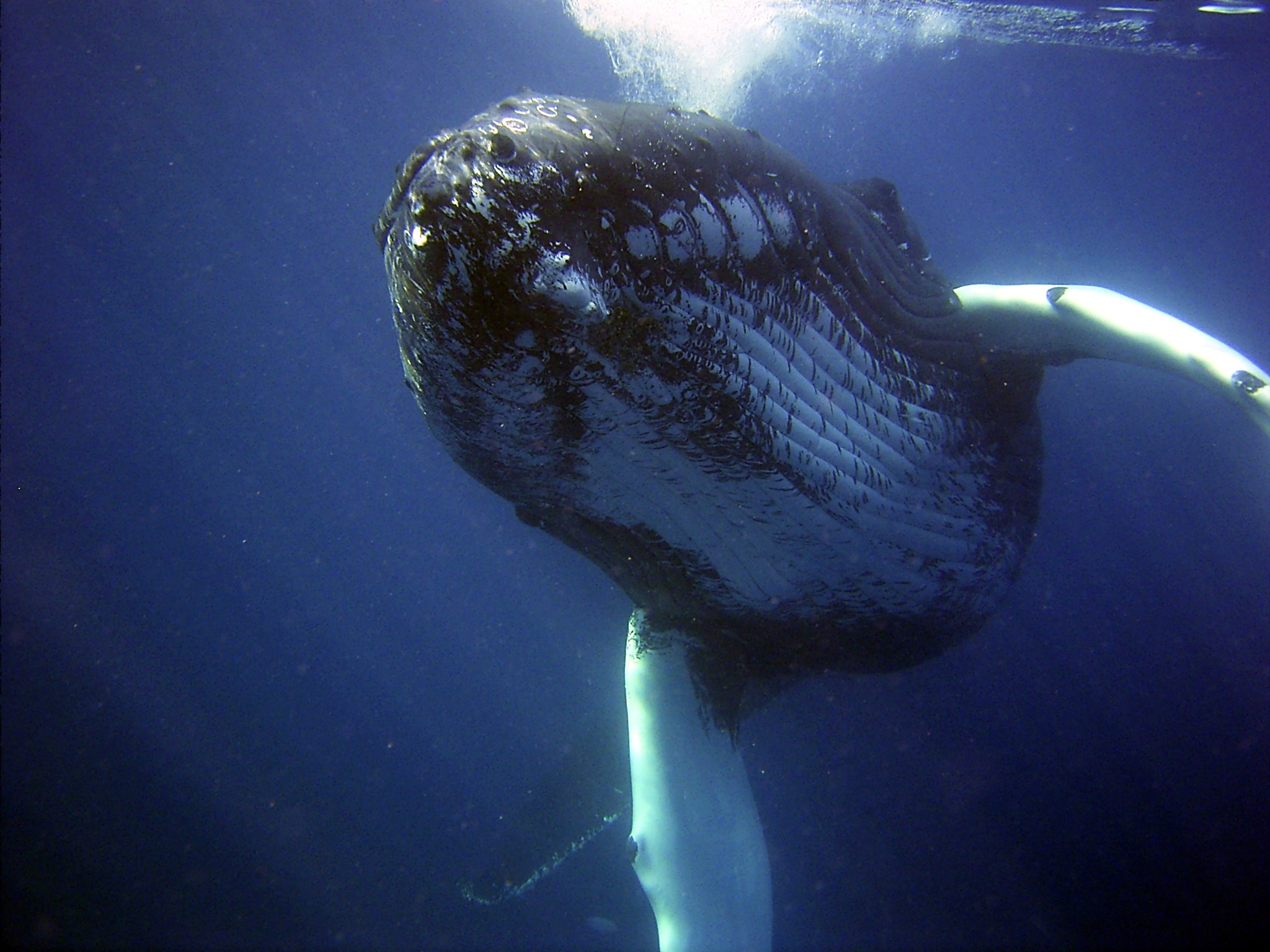 humpback-79854.jpg