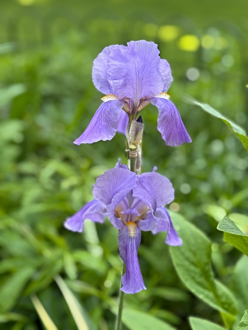 hivegarden-flower-2.jpg
