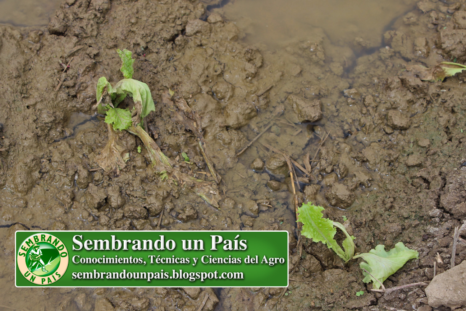 Venezuela Agropecuaria 5 NVO BANNER.jpg