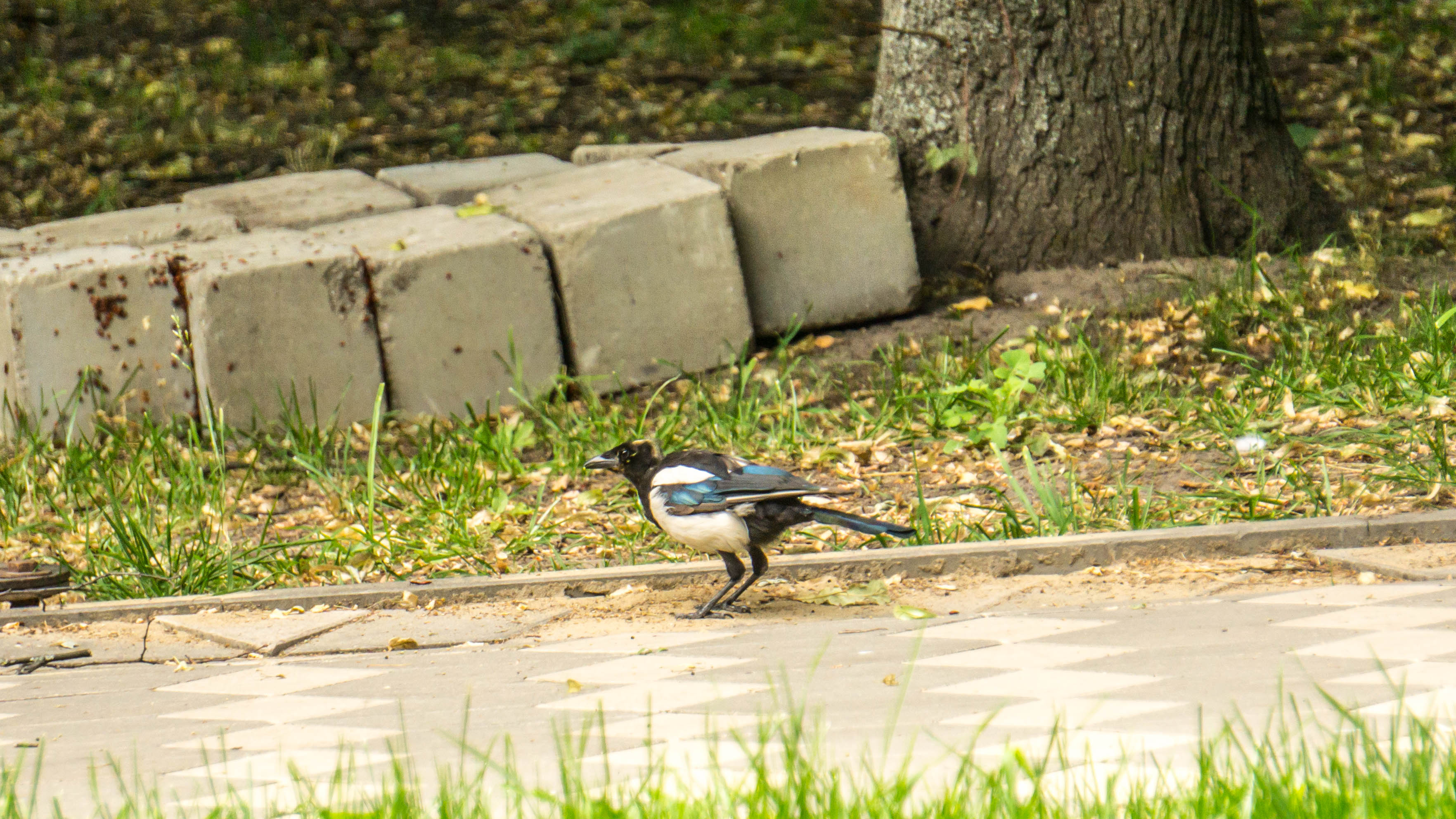 DSC01617-4.jpg
