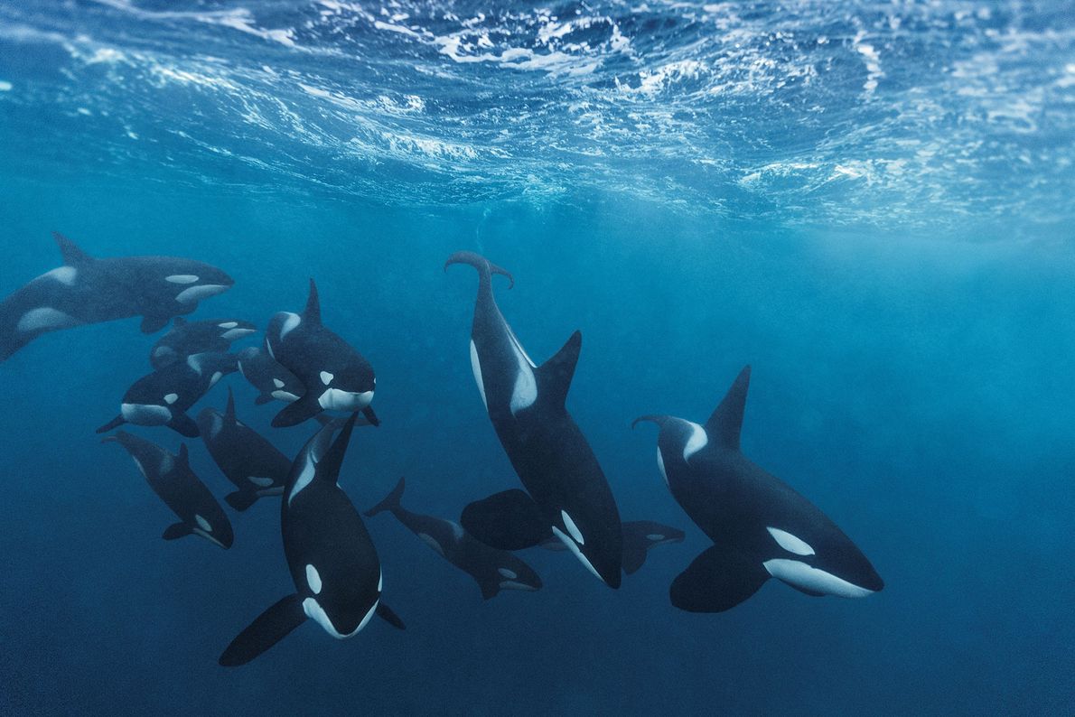 03_orca_killer_whale_gallery.jpg