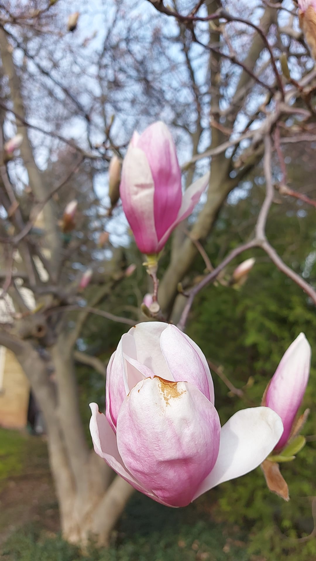 Magnolias para ti.jpg