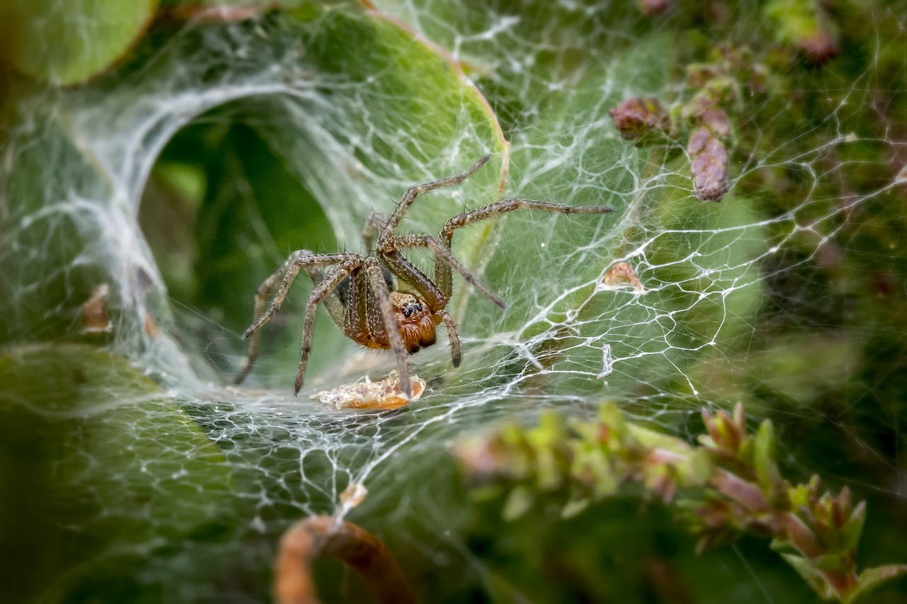 funnel-web-spider-4865535_1280.jpg