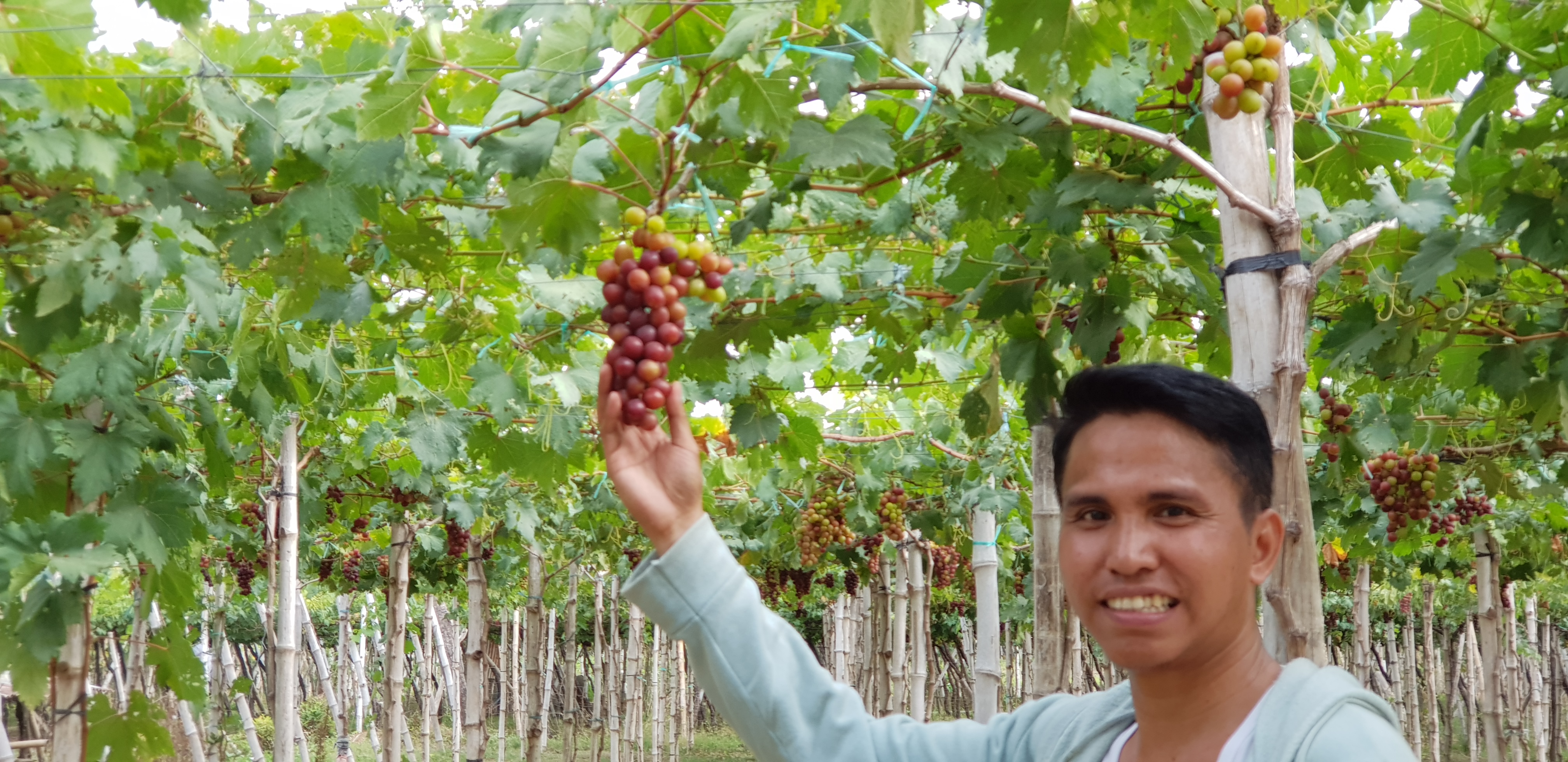 Grape Farm (Bauang, La Union, Philippines)