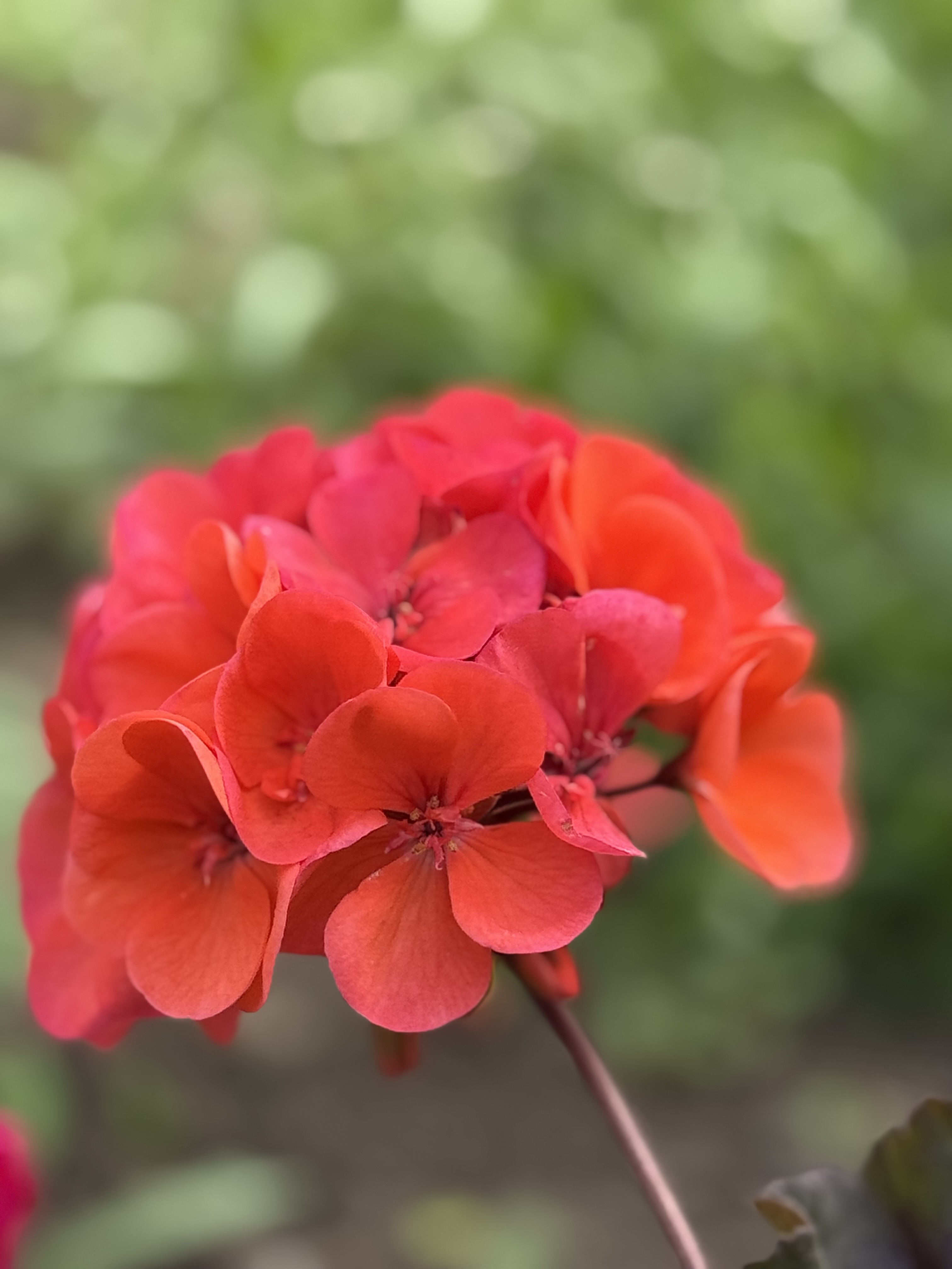 IMG_2798.jpeg