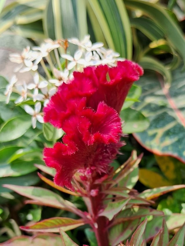 Cockscomb flower 1.jpg