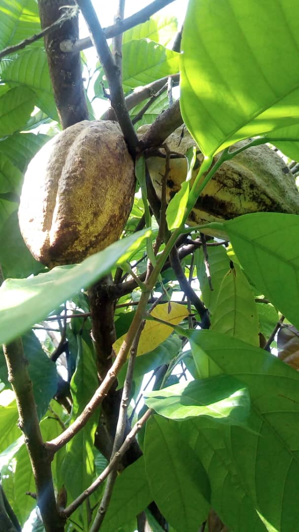 Cacao f.jpg