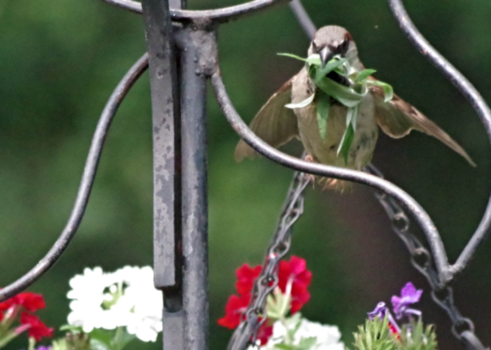 hive-garden-photography-bird.jpg