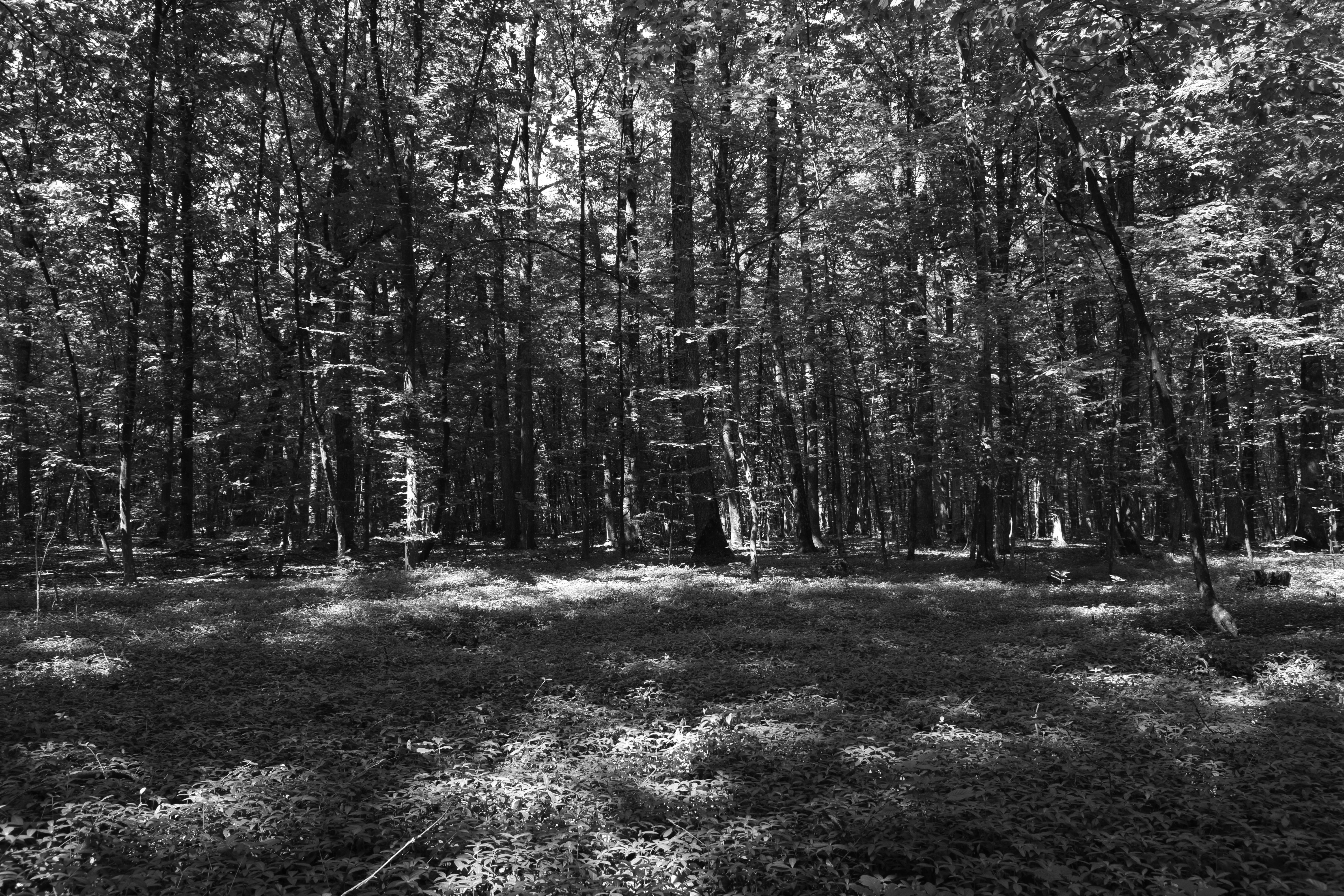 _DSC1217b.JPG