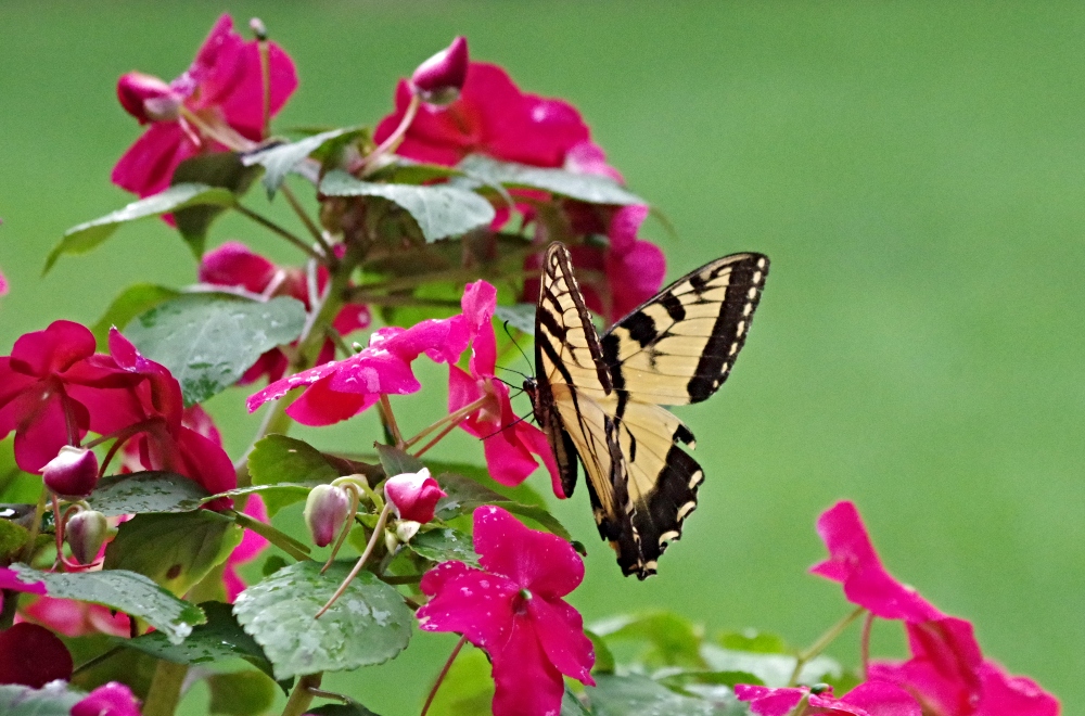 amazing-nature-butterflies-3.jpg