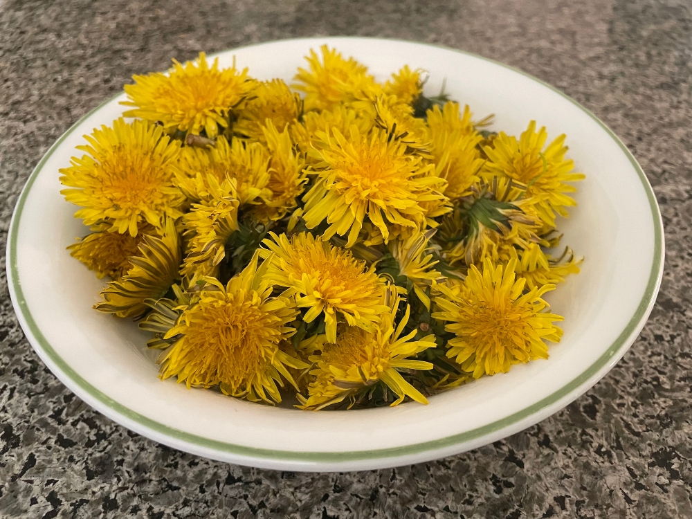 https://images.hive.blog/DQmVp6Lr4ZULDBUMorPLeHStmjrQav8stuaVNm35gAxM2gP/foodiesbehive-dandelion-syrup-2.jpg