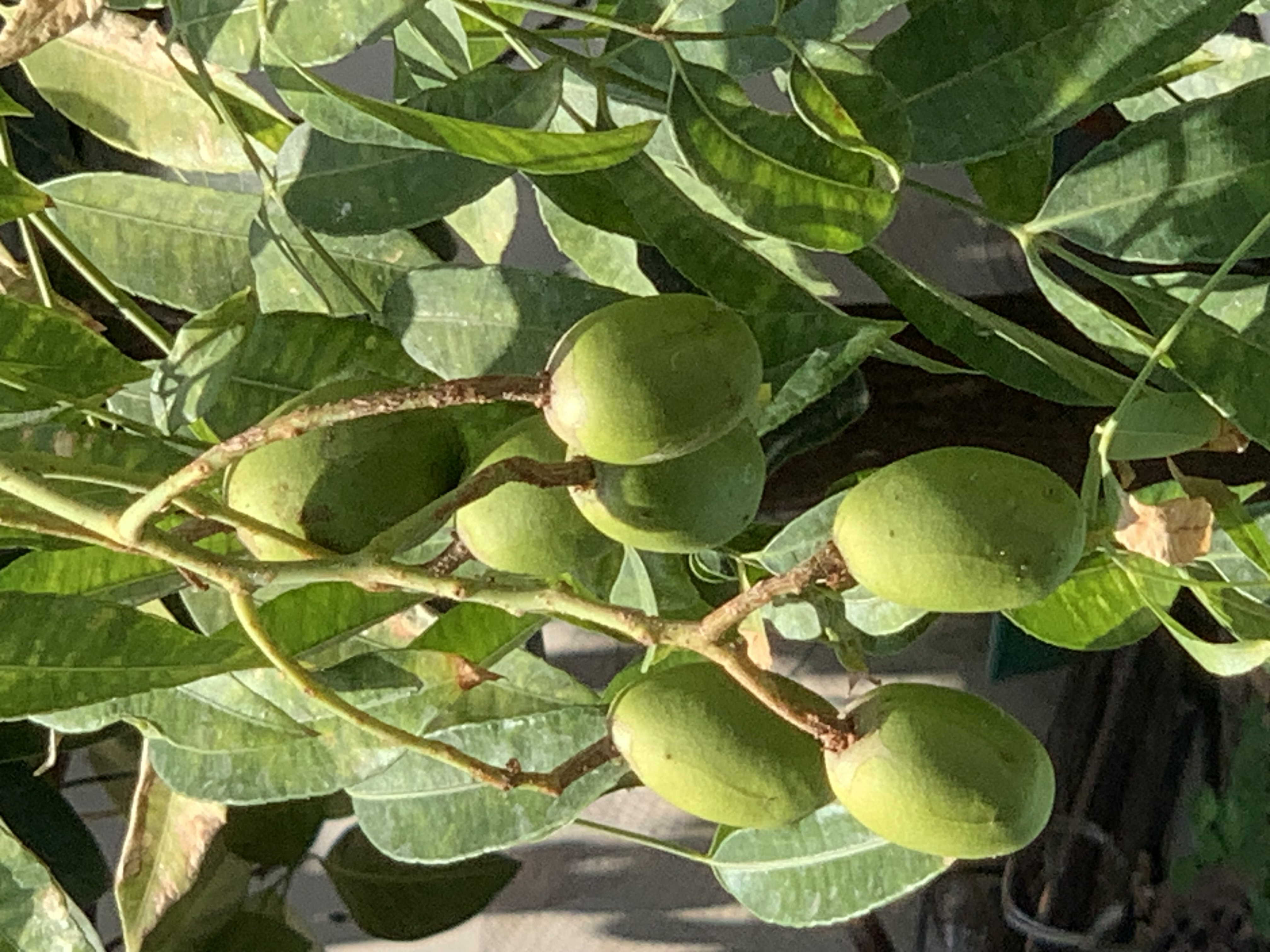 fruit3.jpg