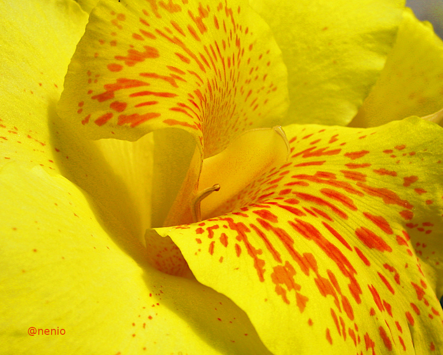 yellow-flower-001.jpg