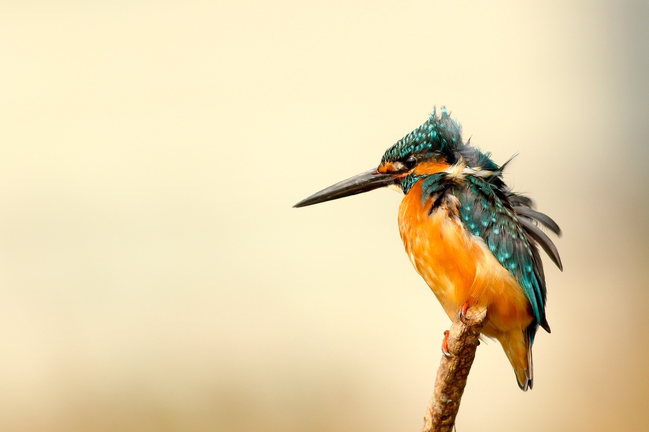 kingfisher-1866847_1280.jpg