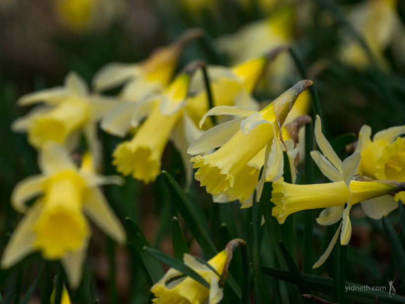 daffodils (6).webp