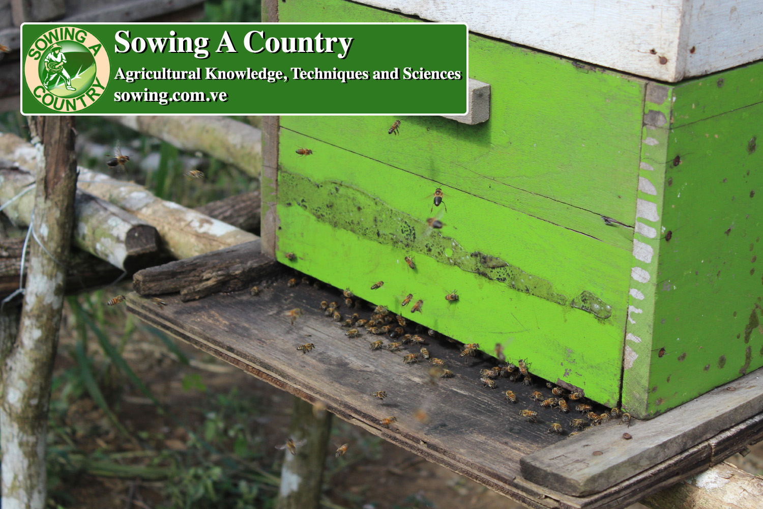 7 beekeeping.jpg