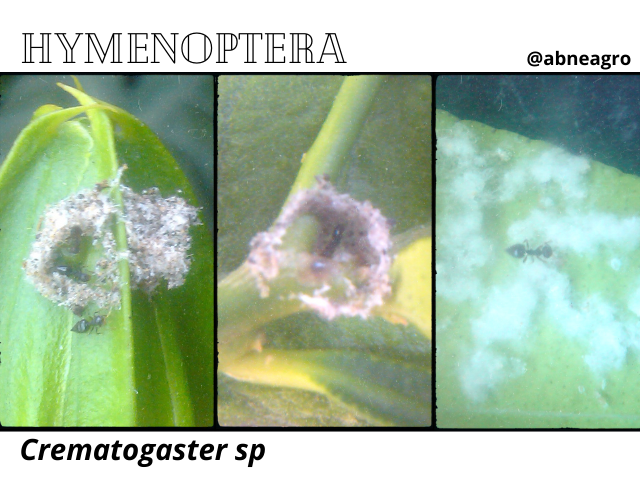 Hymenoptera 2.2.png