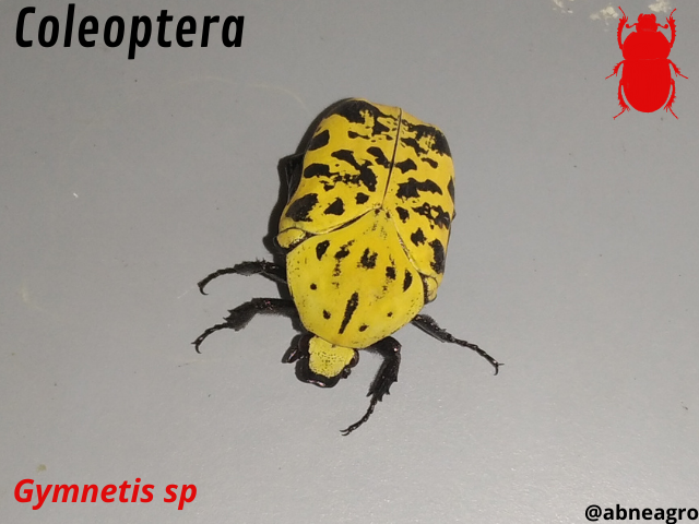 Automeris cf. jucunda (2).png