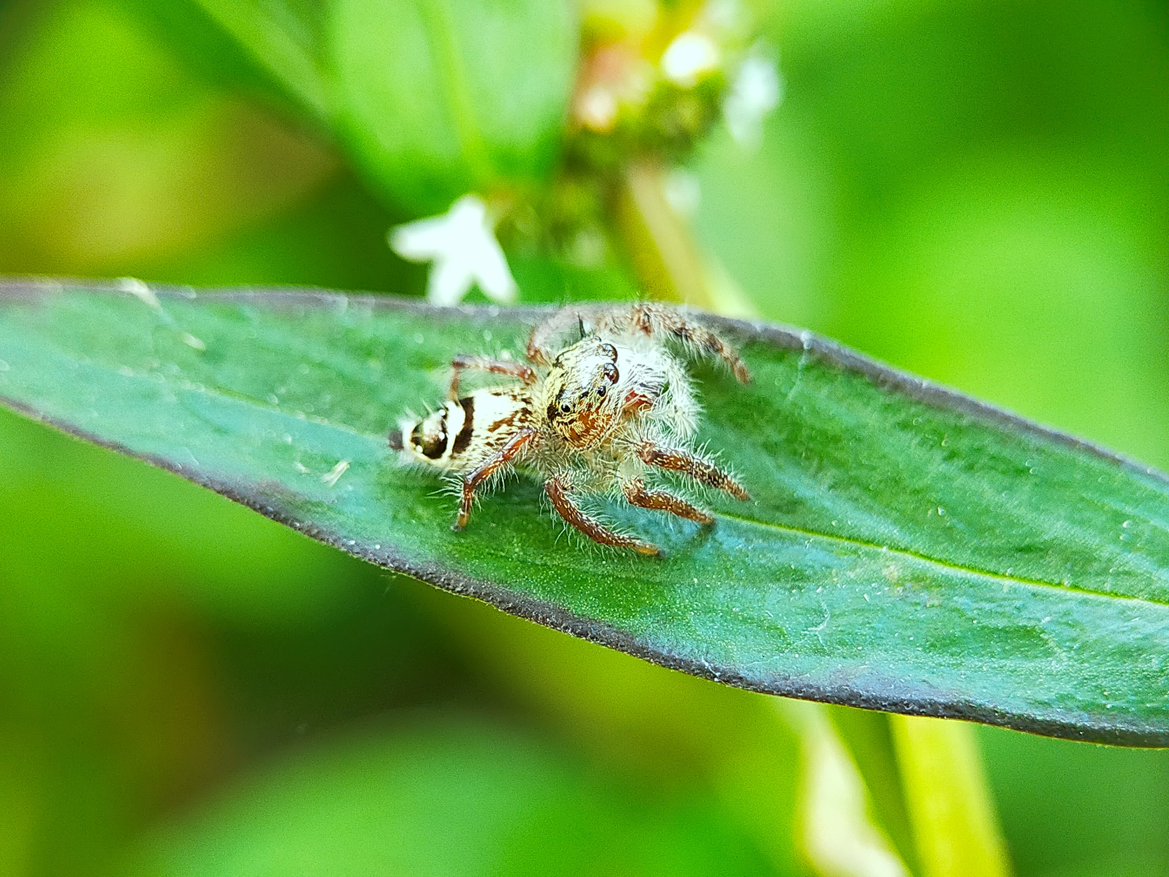 Jumping Spider (24).jpg