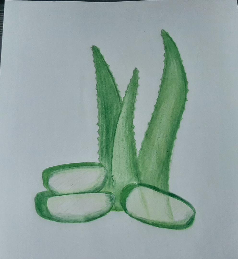 How to draw aloe Vera plant step by step - YouTube