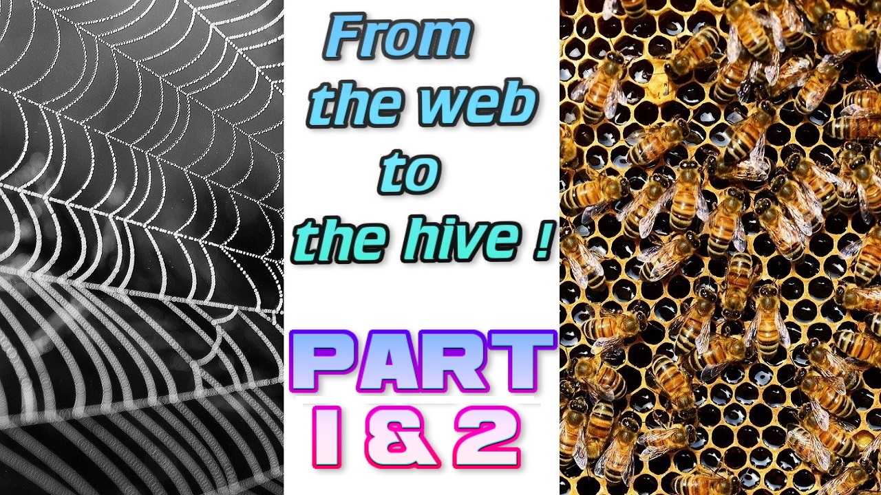 cobweb-921039_1280.jpg