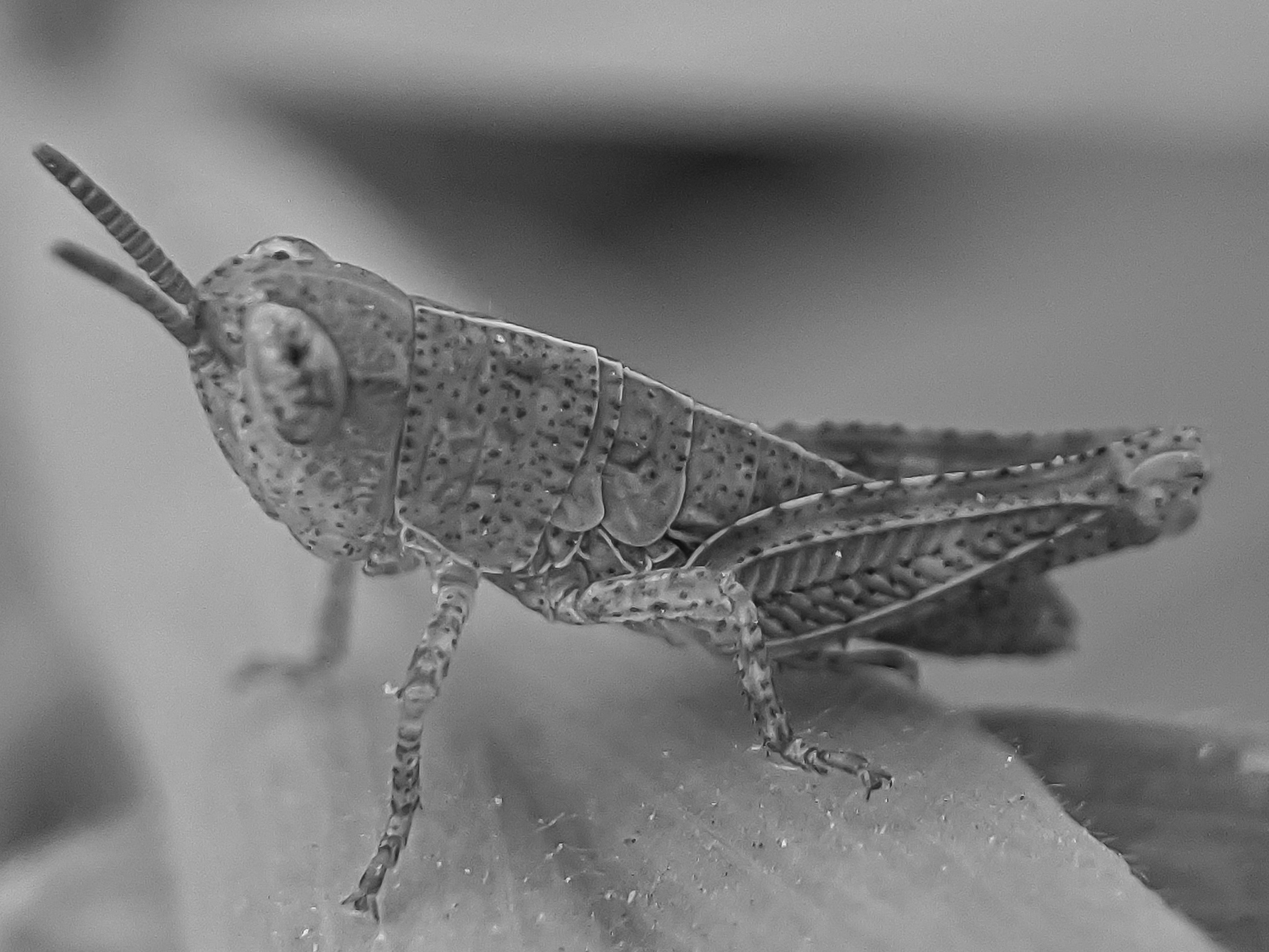 grasshopper (4).jpg